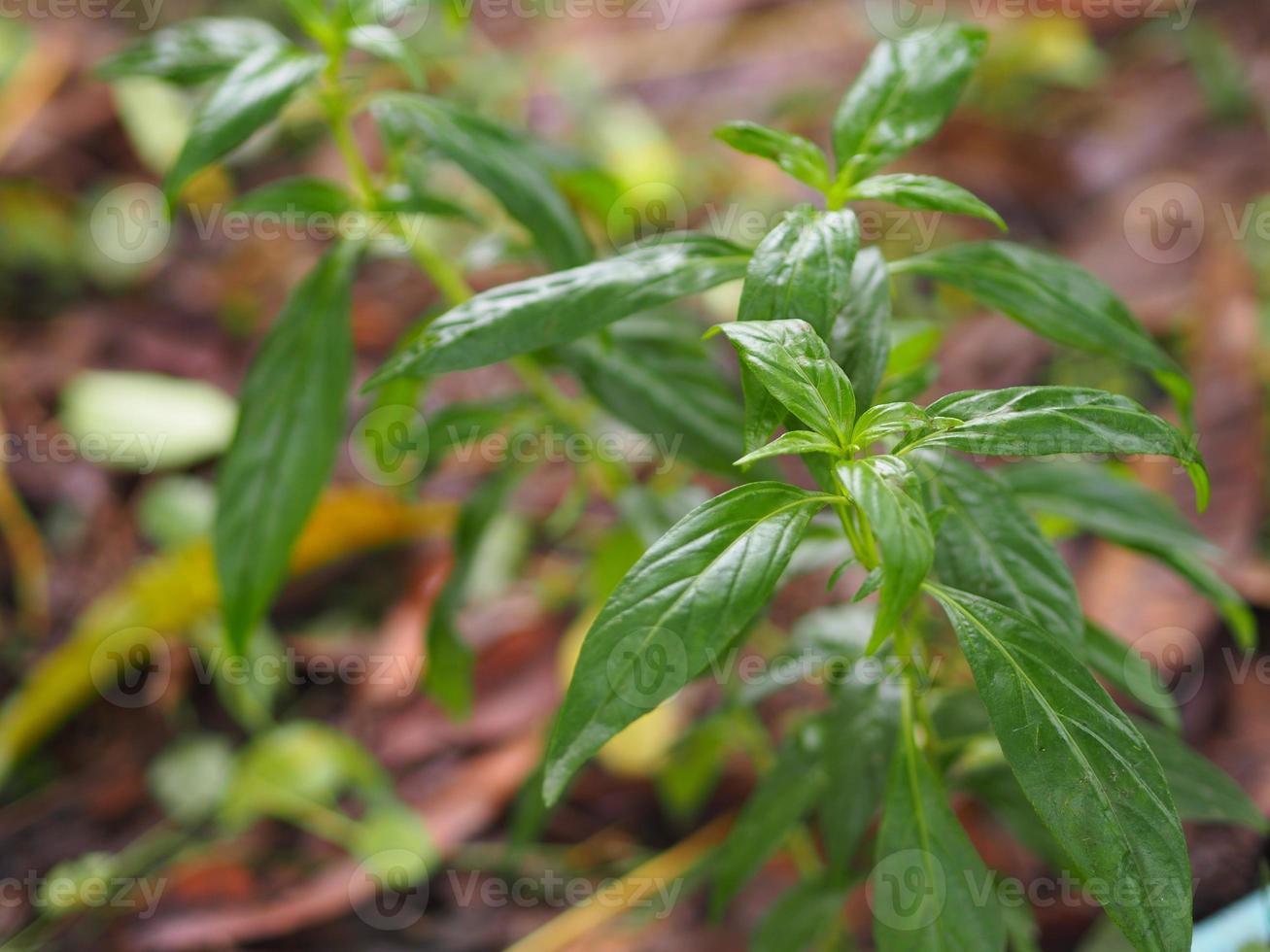 Königsbitter Andrographis Paniculata Burm, Wand. ex nees, fah talai jhon, thailändische kräuter lindern halsschmerzen, reduzieren fieber, erhitzen die kalten grünen blätter gemüse natur schützen coronavirus, covid-19 foto