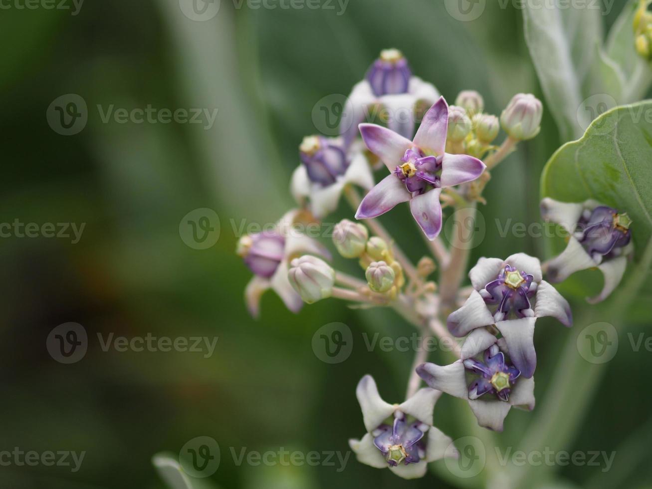 Kronenblume, Calotropis gigantea, Apocynaceae, Asclepiadoideae Fünf Kelchblätter, deren Zapfen miteinander verbunden sind, haben eine dunkle und weiche violette Farbe foto