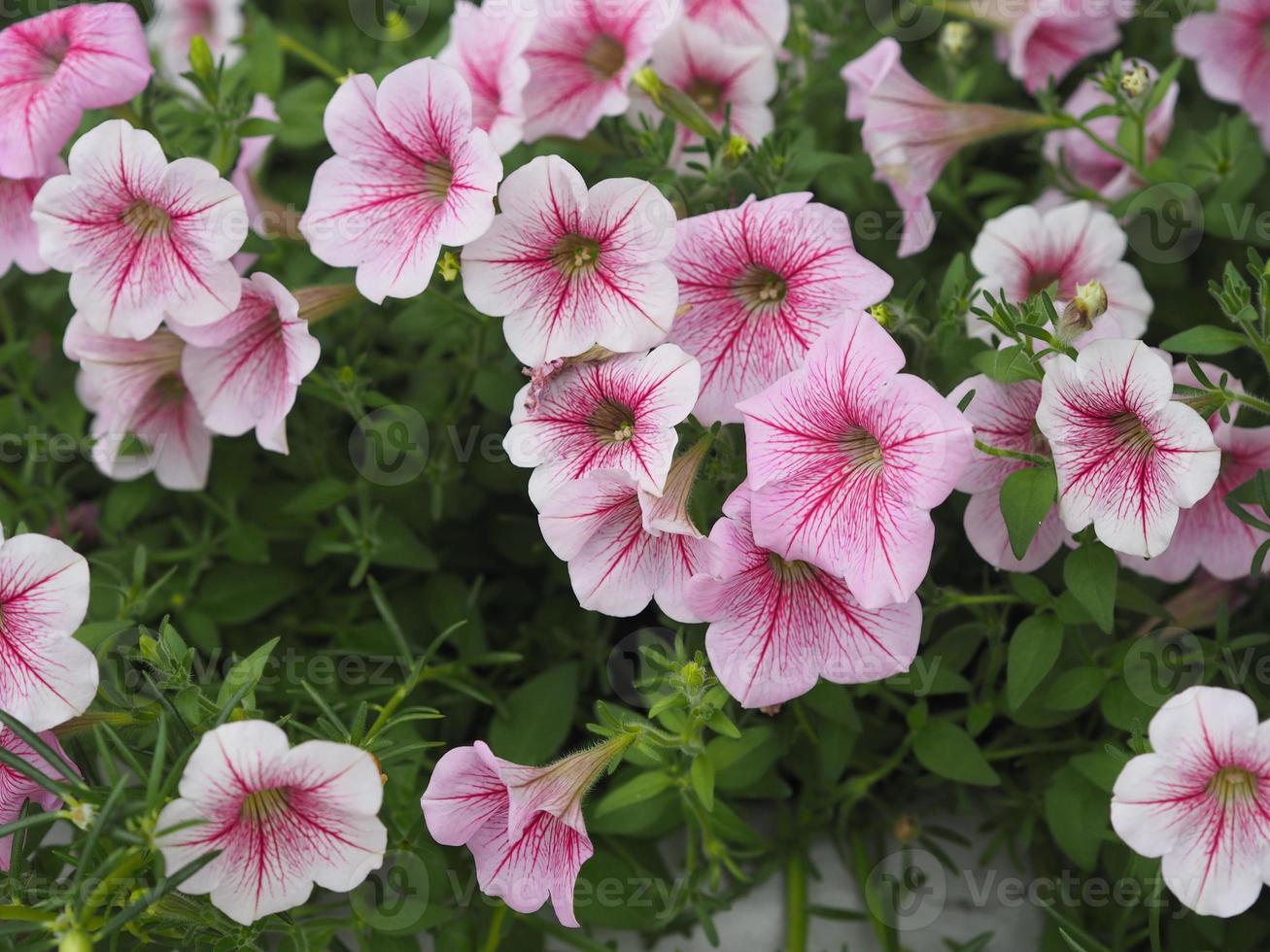 wellenrosa kaskadenfarbe, familienname solanaceae, wissenschaftlicher name petunia hybrid vilm, große blütenblätter einschichtige grandiflora singles blühen in einem plastiktopf, der im garten naturhintergrund blüht foto