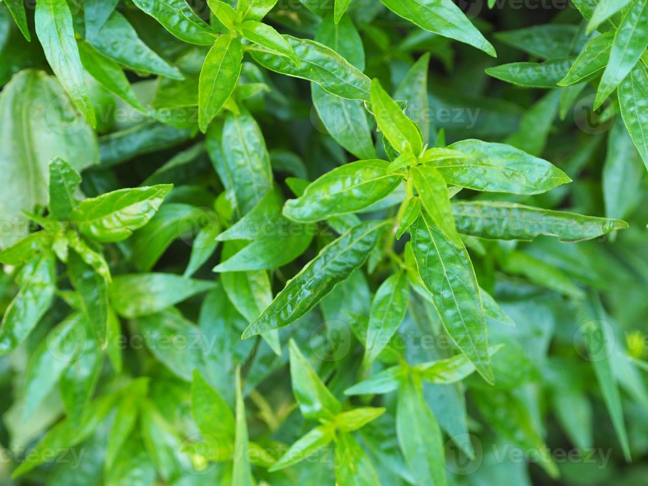 Königsbitter Andrographis Paniculata Burm, Wand. ex nees, fah talai jhon, thailändische kräuter lindern halsschmerzen, reduzieren fieber, grüne blätter baum pflanze garten gemüse natur coronavirus, covid-19 foto