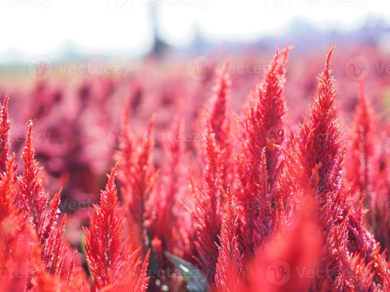 hahnenkamm, fuchsschwanzamarant, rote farbe celosia argentea amaranthaceae blumen, die im garten blühen, verschwommen vom naturhintergrund, celosia plumose, gefiederte celusia, wollblume foto