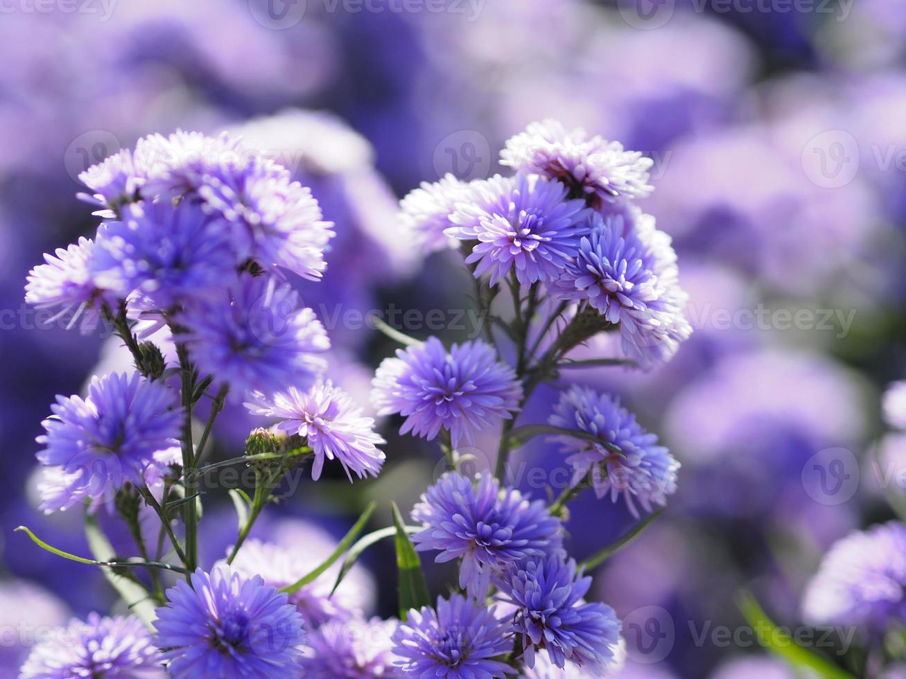 marguerite violette blume, die im garten blüht, verschwommen vom naturhintergrund foto