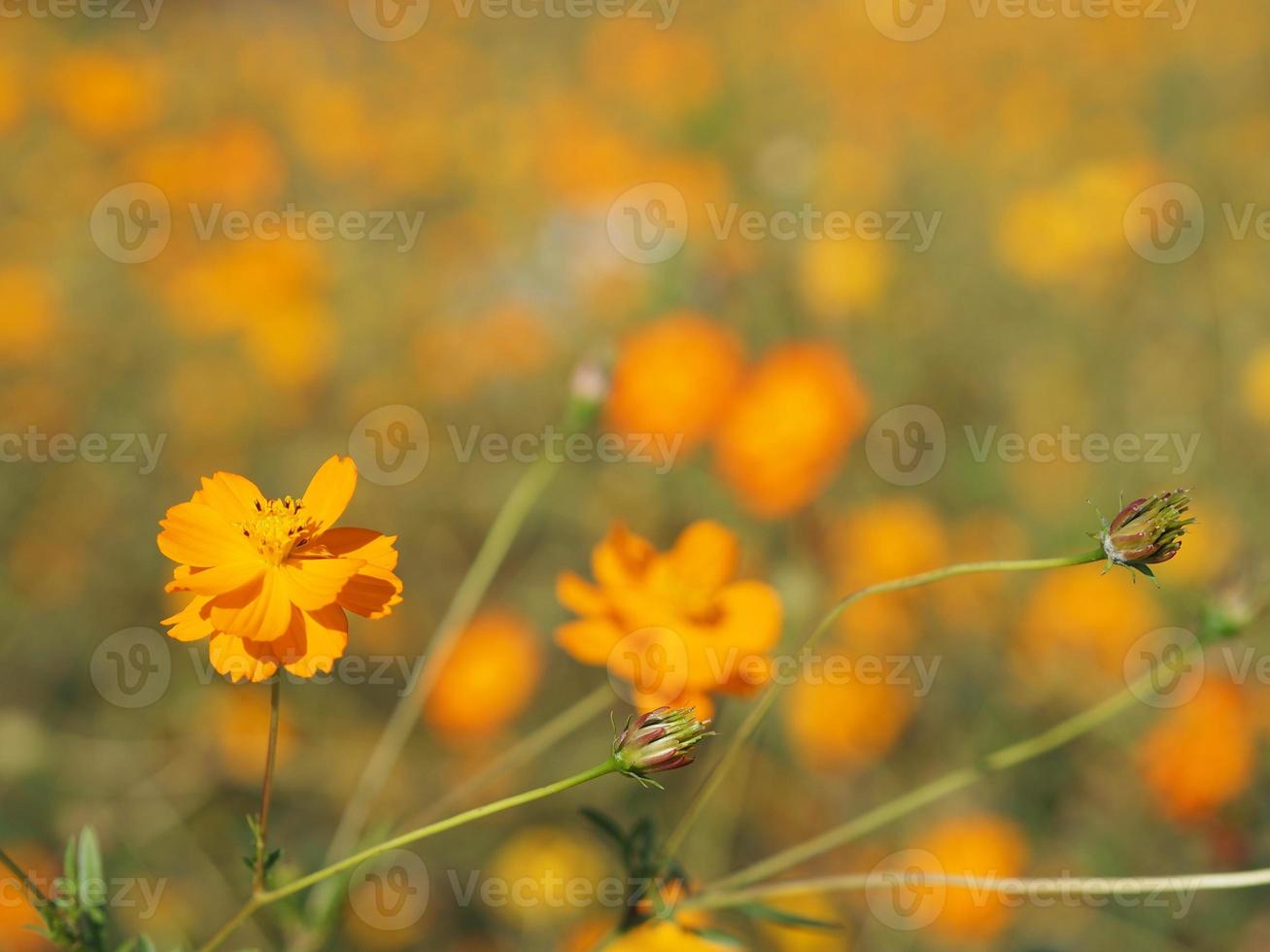 mexikanische aster, cosmos, compositae, cosmos sulphureus gelb und orange farbe blühender frühling im garten auf verschwommenem naturhintergrund foto