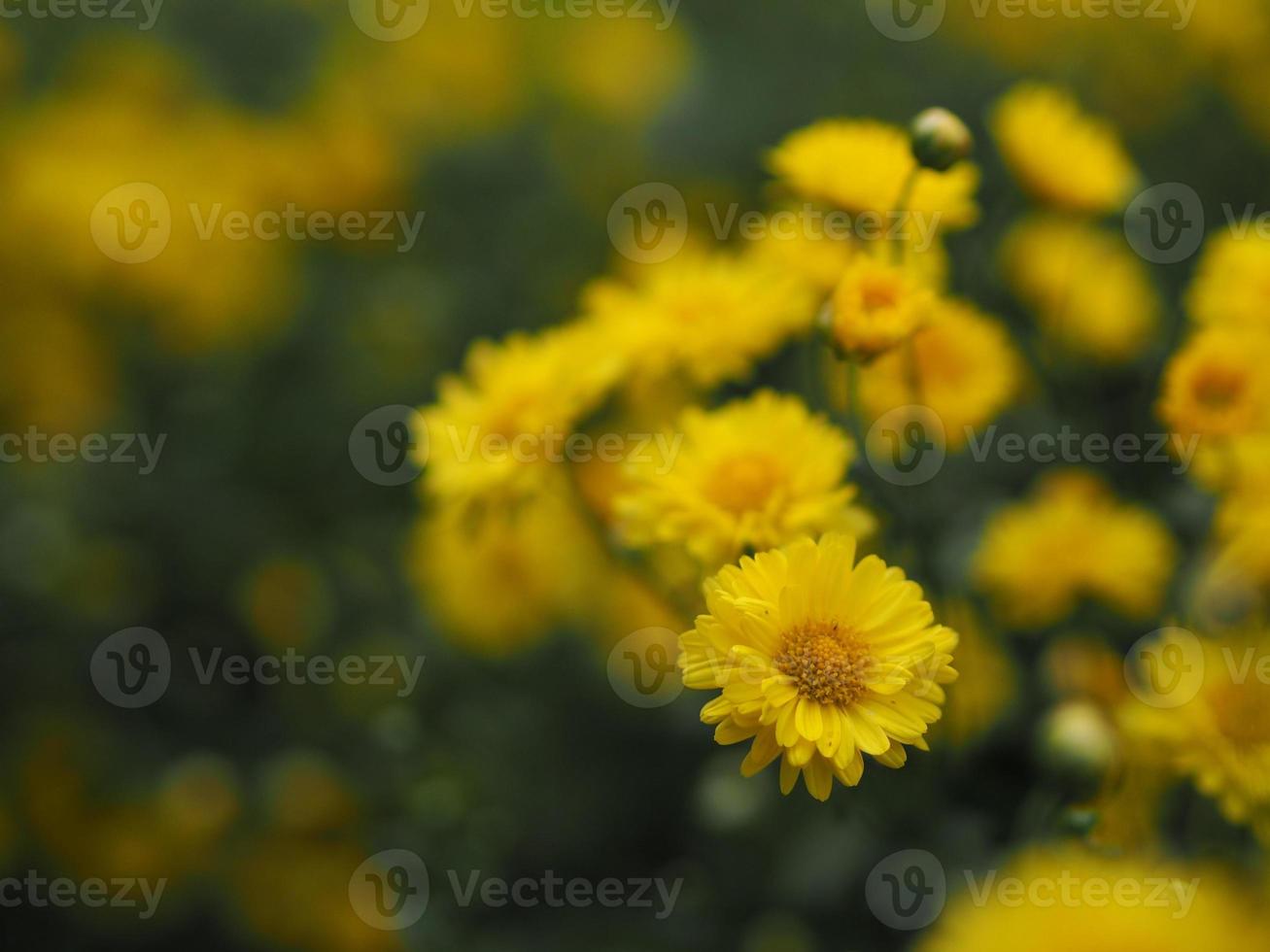 chrysantheme indicum wissenschaftlicher name dendranthema morifolium, flavonoide, nahaufnahmepollen der gelben blume, die im garten auf verschwommenem naturhintergrund blüht foto