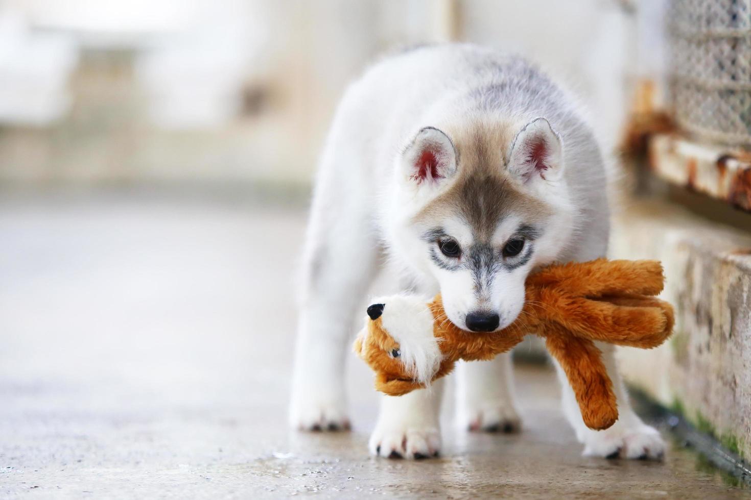 Welpe des sibirischen Huskys, der mit Puppe spielt. Flauschiger Welpe mit Spielzeug im Mund. foto