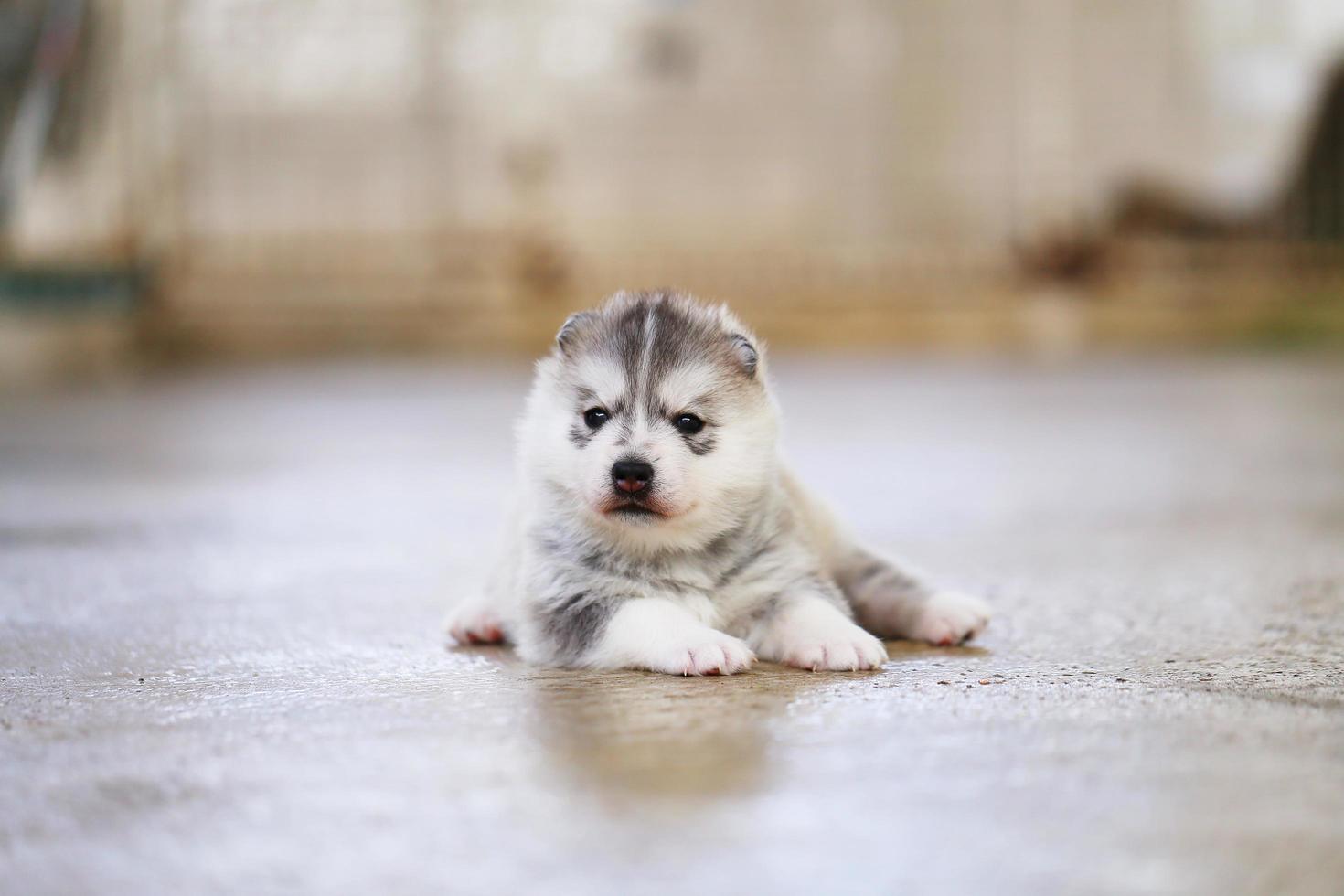 Sibirischer Husky-Welpe, der auf dem Boden liegt. flauschiger Welpe. foto