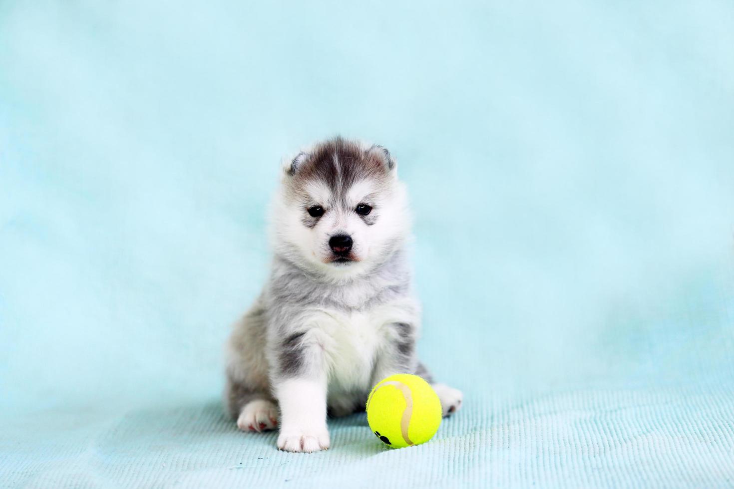 Welpe des sibirischen Huskys mit Tennisball. Flauschiger Welpe, der mit Spielzeug spielt. foto