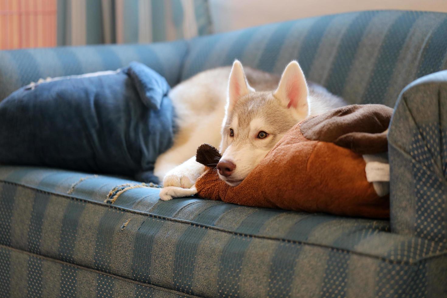 Welpe des sibirischen Huskys, der auf Sofa im Wohnzimmer liegt. Hund mit Puppe auf dem Sofa. foto