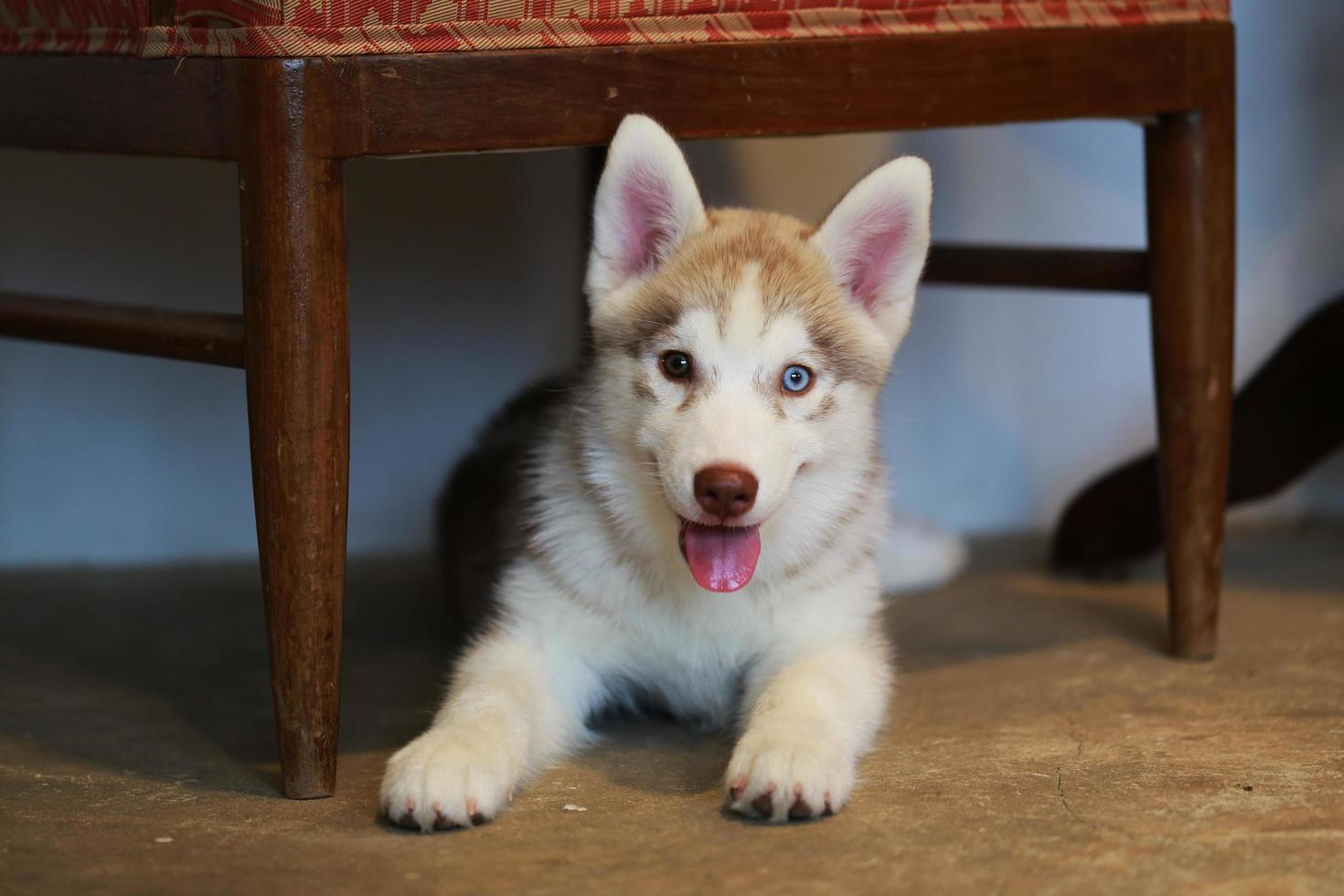 siberian husky welpe hellrote und weiße farben mit bi-augenfarben, die unter dem sessel im wohnzimmer liegen. flauschiger Welpe lächelt. foto