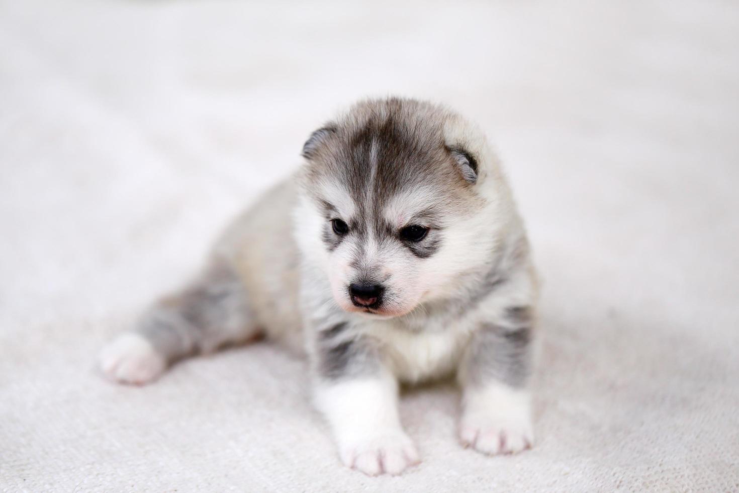 Sibirischer Husky-Welpe, der auf dem Boden liegt. flauschiger Welpe. foto