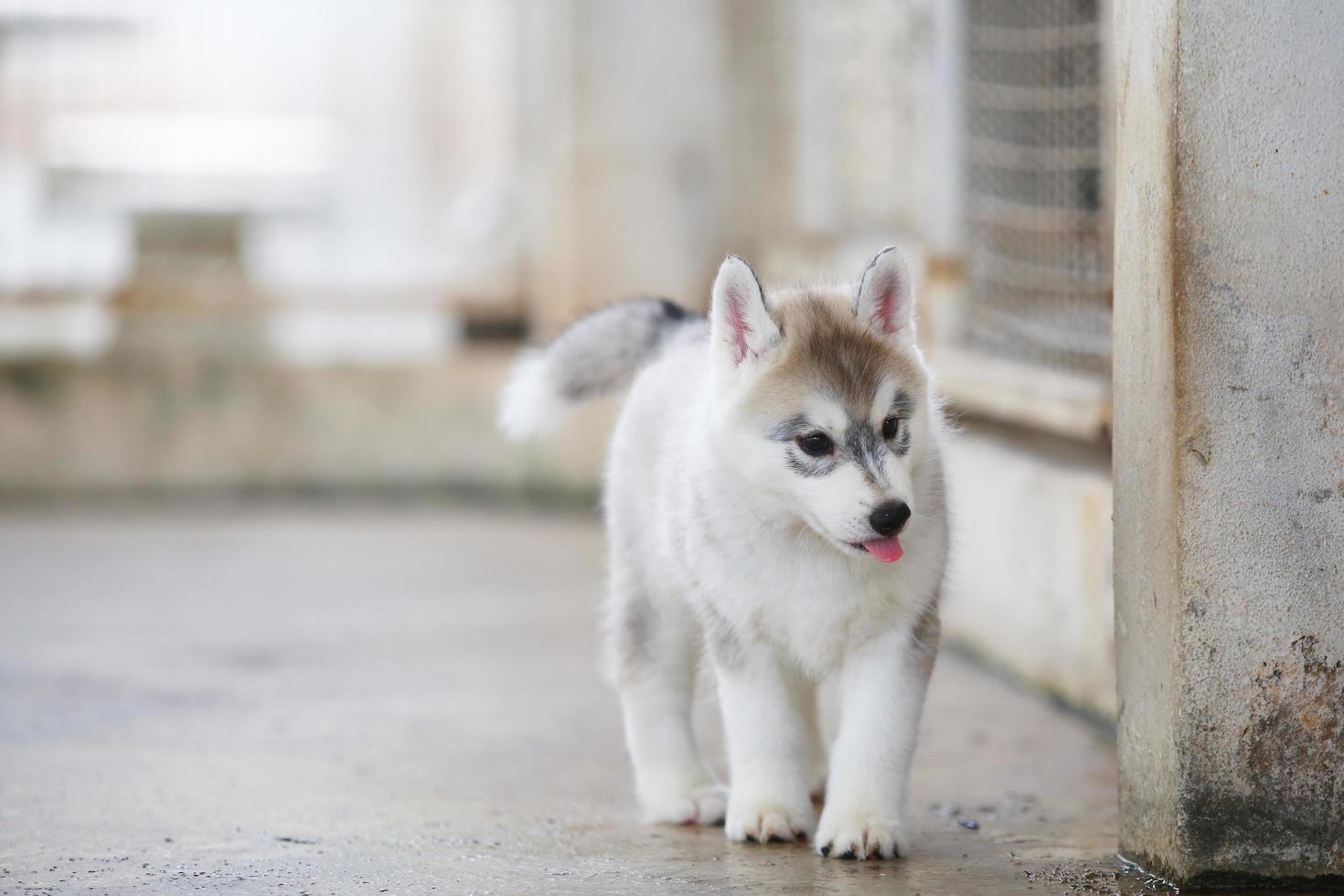 Sibirischer Husky-Welpe, der auf dem Boden liegt. flauschiger Welpe. foto