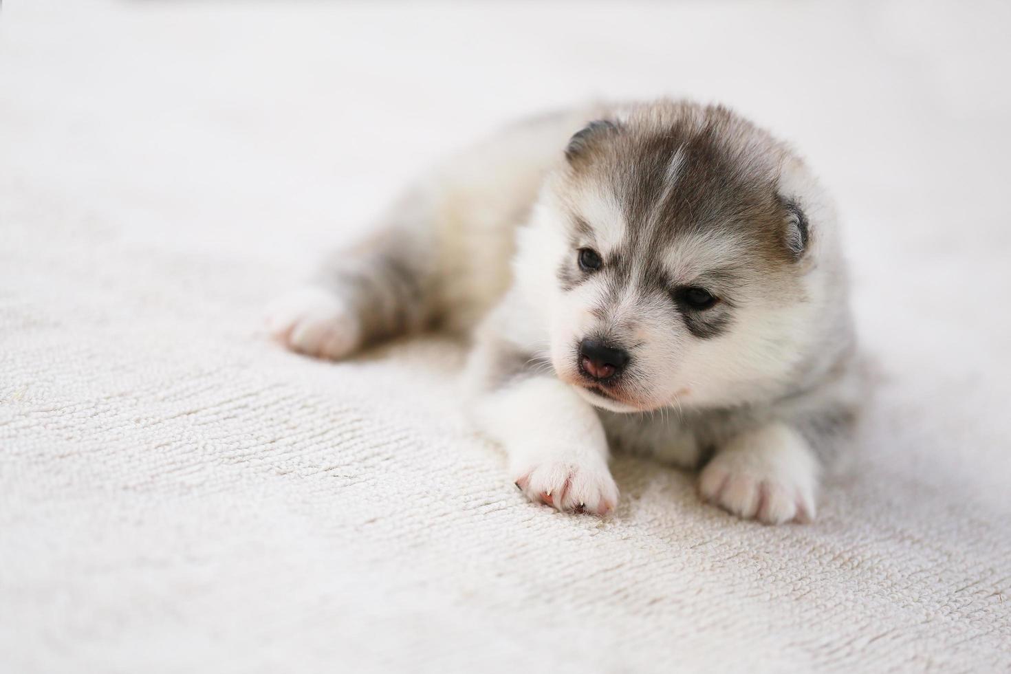 Sibirischer Husky-Welpe, der auf dem Boden liegt. flauschiger Welpe. foto