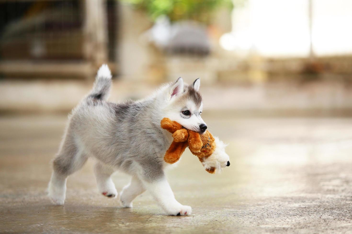 Welpe des sibirischen Huskys, der mit Puppe spielt. Flauschiger Welpe mit Spielzeug im Mund. foto