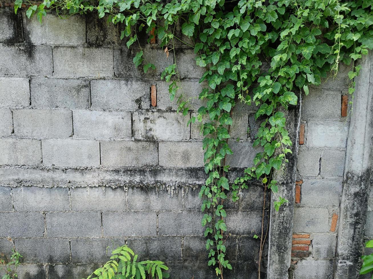 Alte Textur Backsteinmauer, Hintergrund, detailliertes Muster mit Efeublättern bedeckt foto