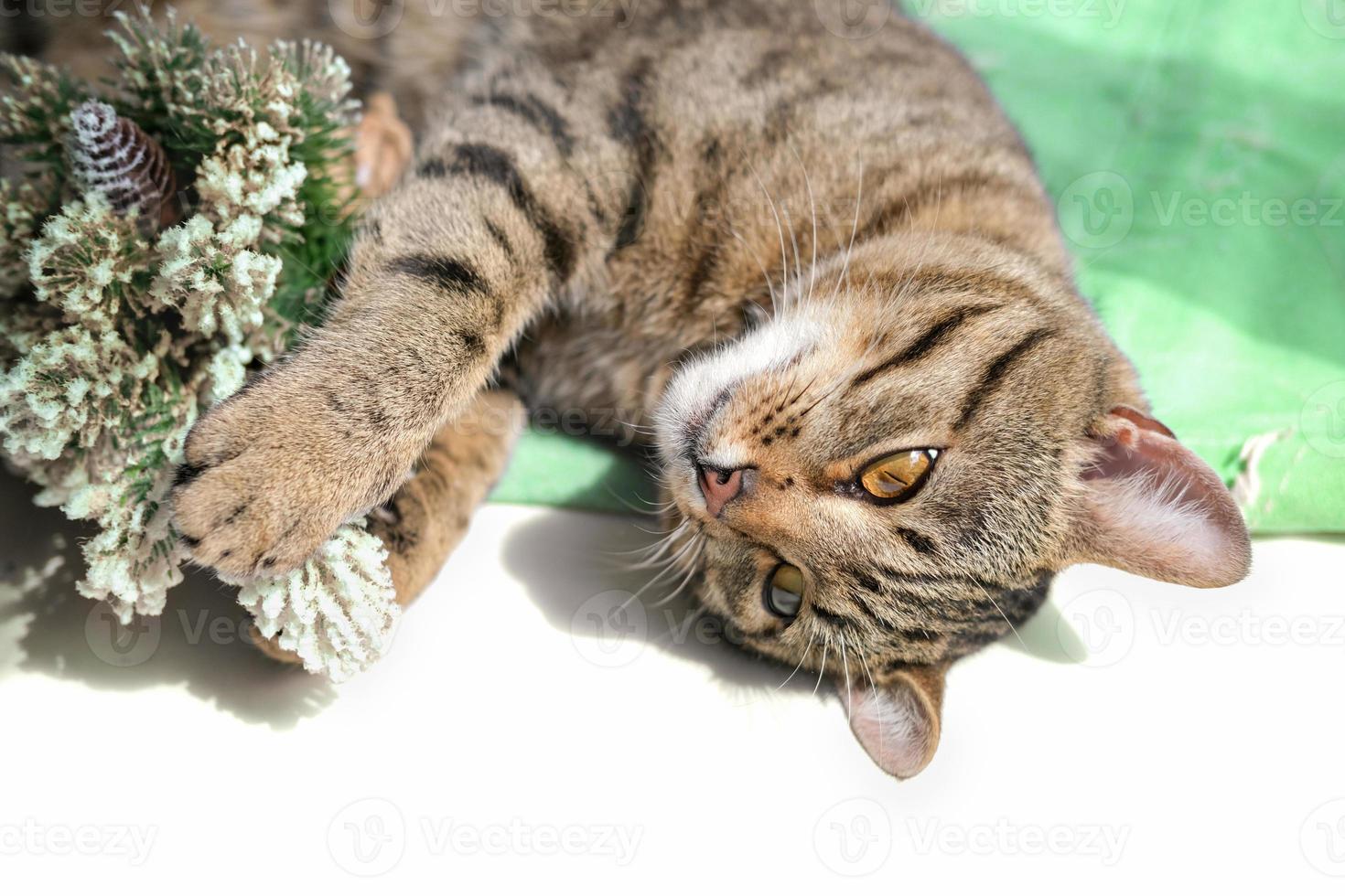 Verspielte Tabby-Katze genießt und spielt foto