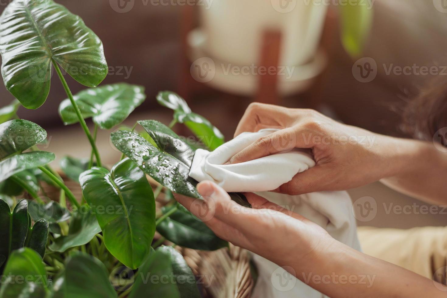 frau, die zu hause staub für ihre pflanzen wischt. asiatische frau pflegt ihre pflanzen zu hause, hausgartenarbeit. foto