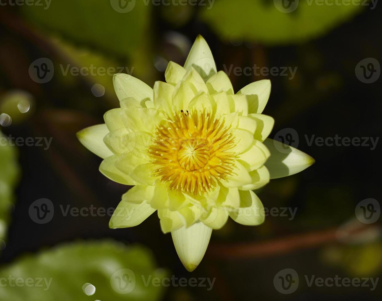 Lotus Blume foto