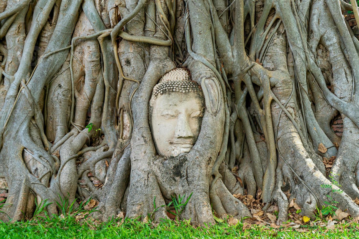 Buddha-Kopf-Statue mit gefangen in Bodhi-Baum-Wurzeln im Wat Mahathat foto