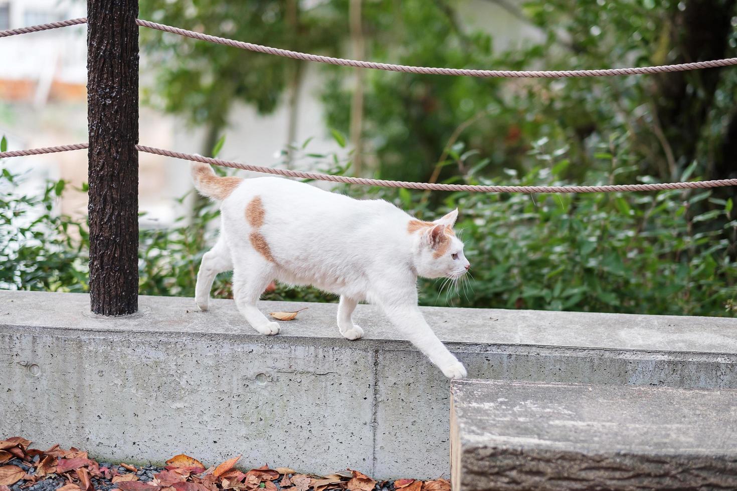 weiße katze im garten. haustier- und internationales katzentageskonzept foto