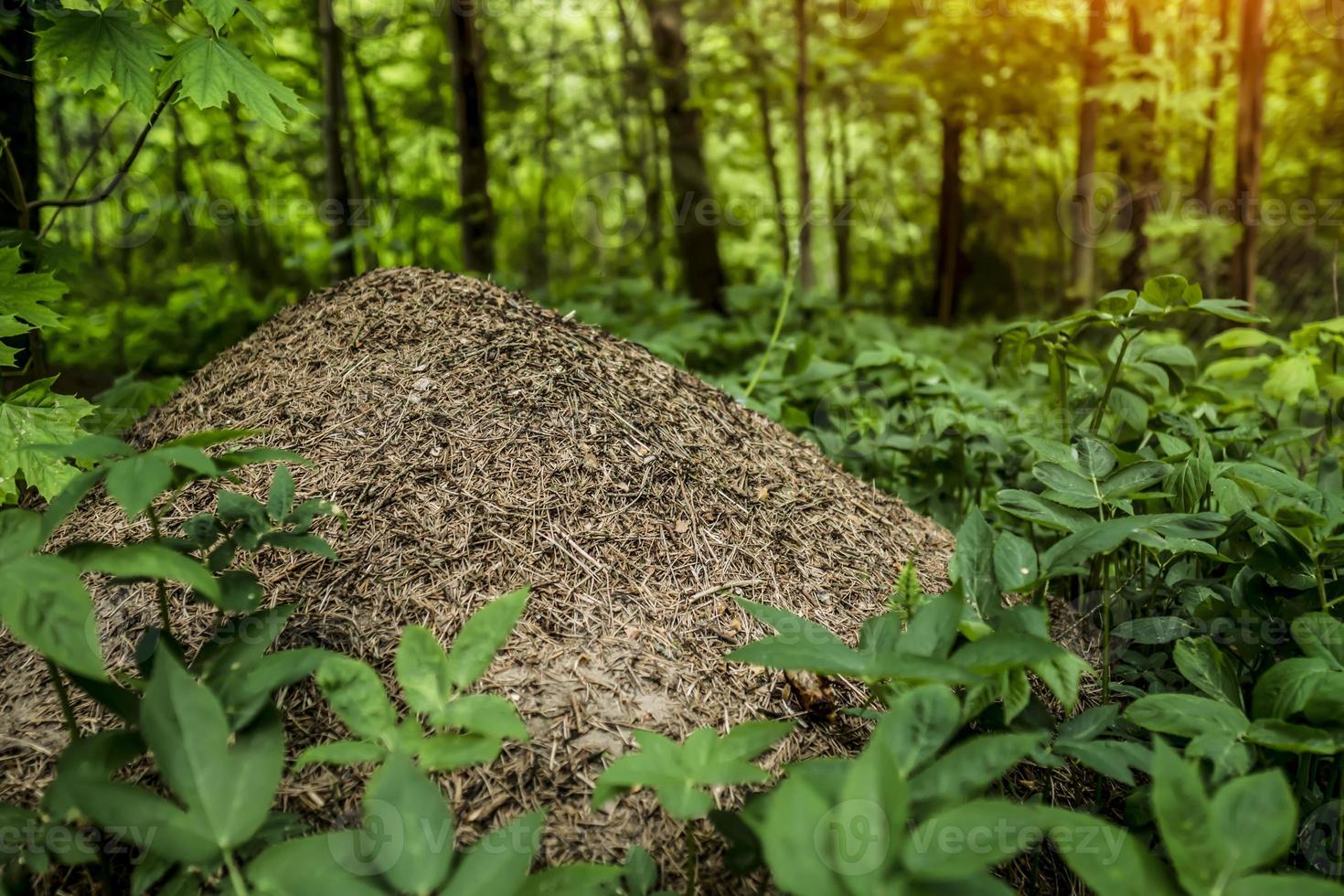 Großer Ameisenhaufen im Wald aus nächster Nähe foto