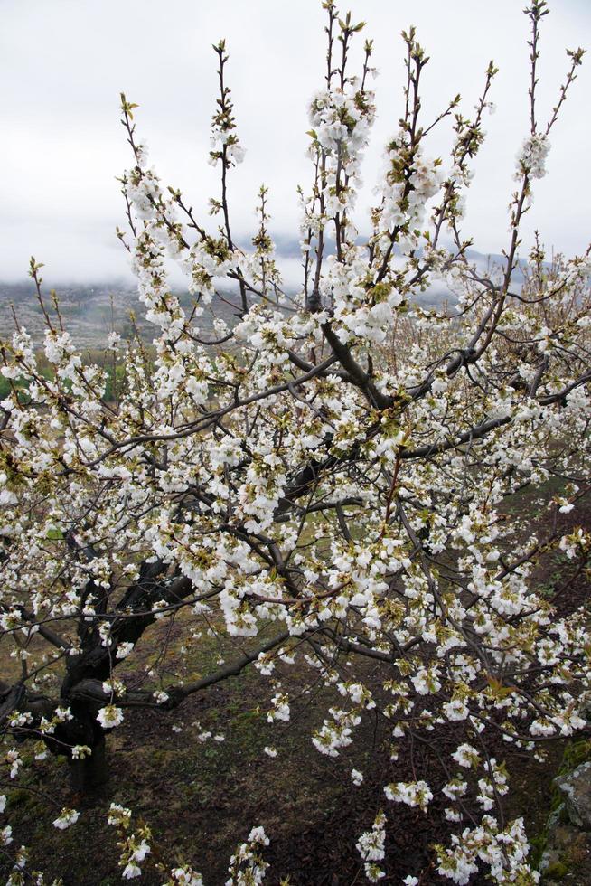 schöner Kirschbaum im Frühling foto