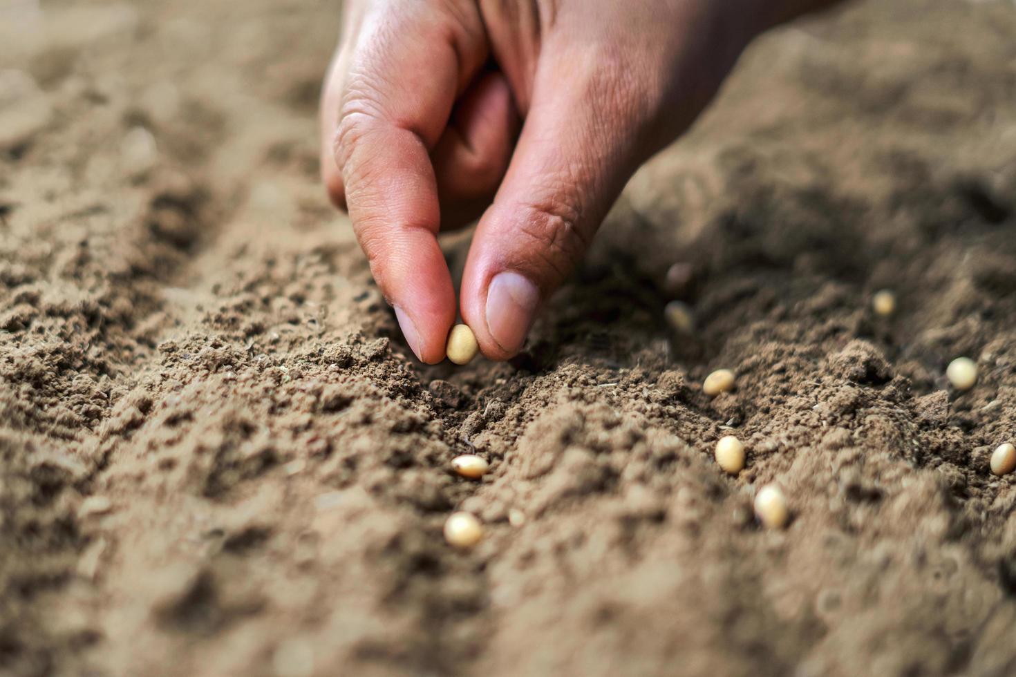 Hand, die Sojasamen im Gemüsegarten pflanzt. Landwirtschaftskonzept foto