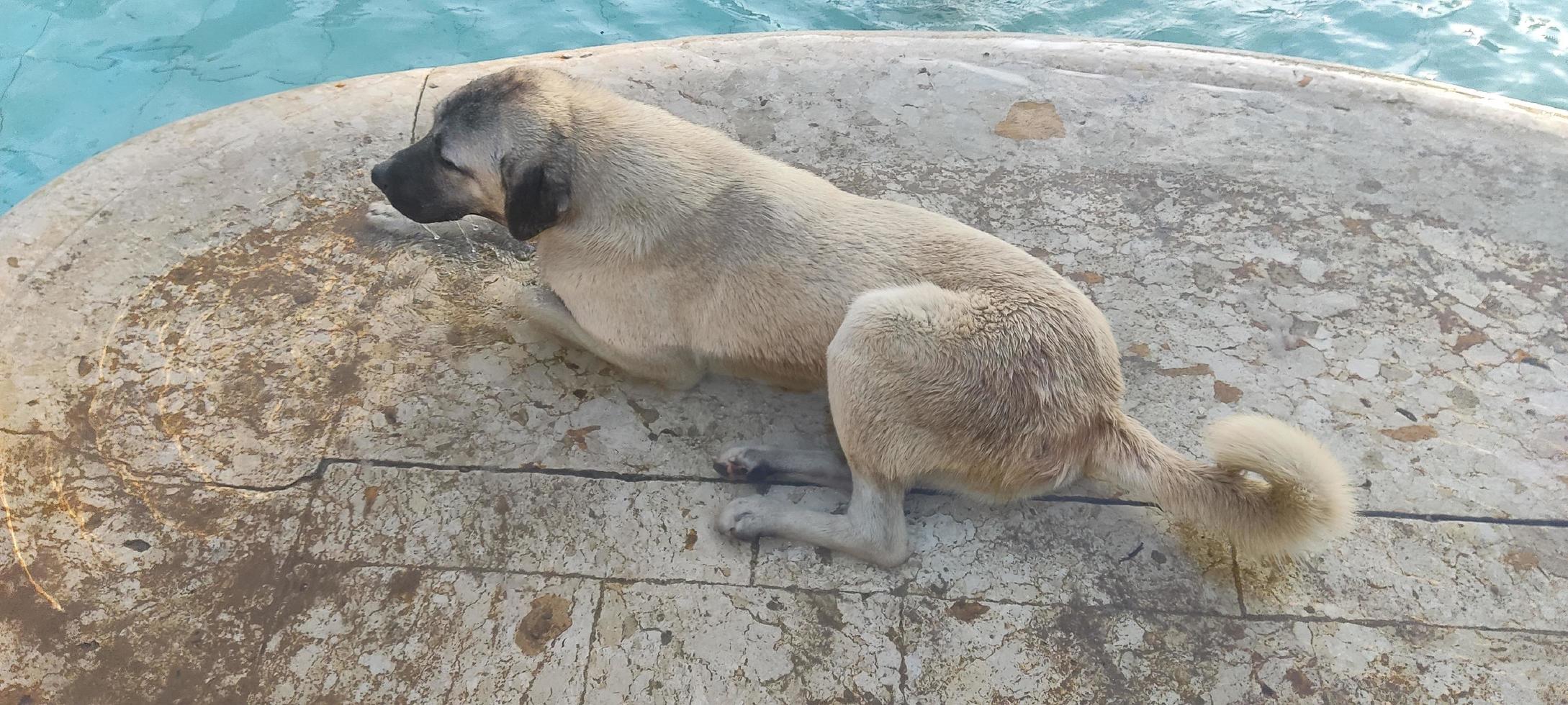 ein Hund, der am Wasser sitzt foto