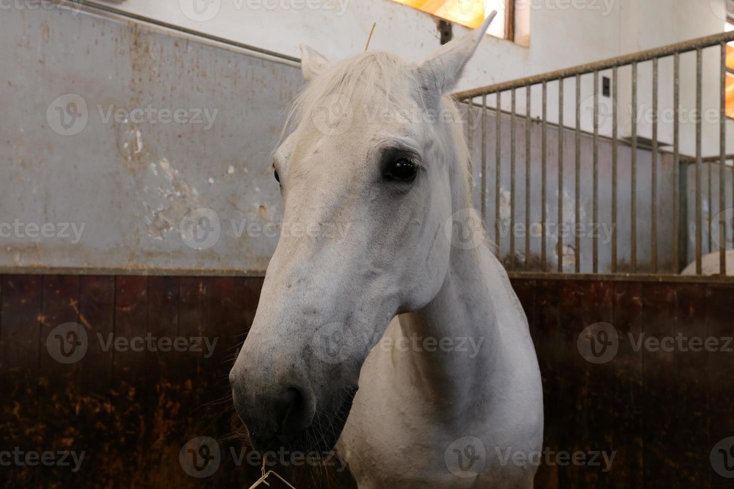 lipizzaner weiße pferde sind der stolz und die leidenschaft sloweniens. foto