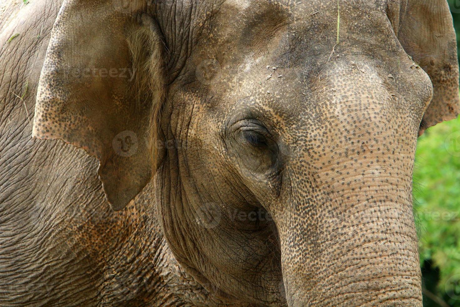 Ein Elefant ist ein großes Säugetier mit einem langen Rüssel, das in einem Zoo lebt. foto