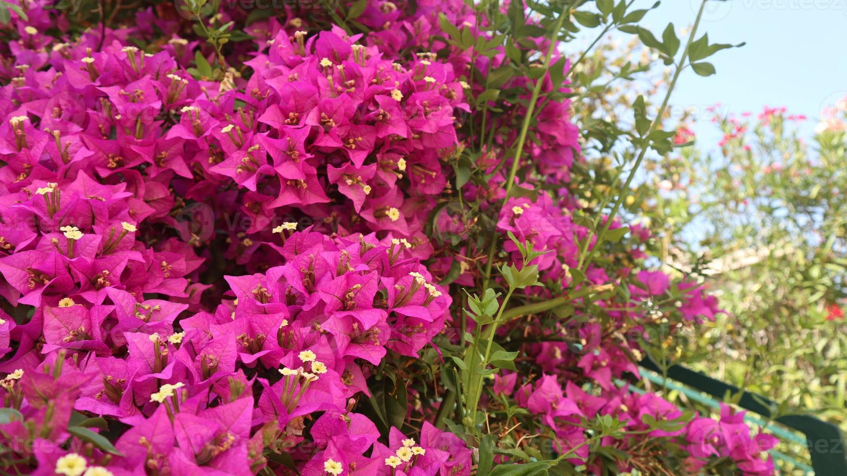 leuchtend rosa schöne Blumen mit Blättern foto