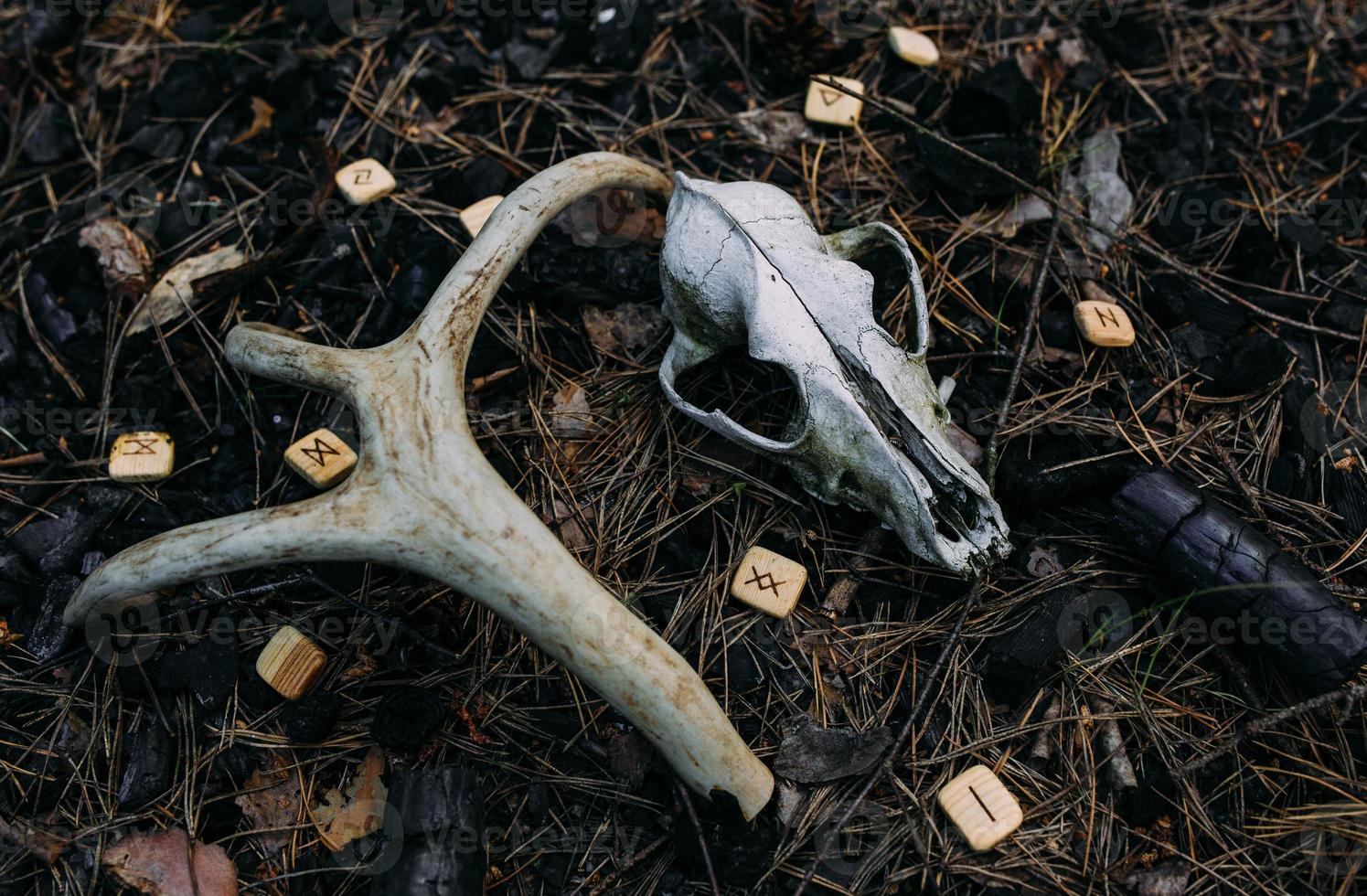 Alter Schädel im Zauberwald. okkultes esoterisches Konzept. foto