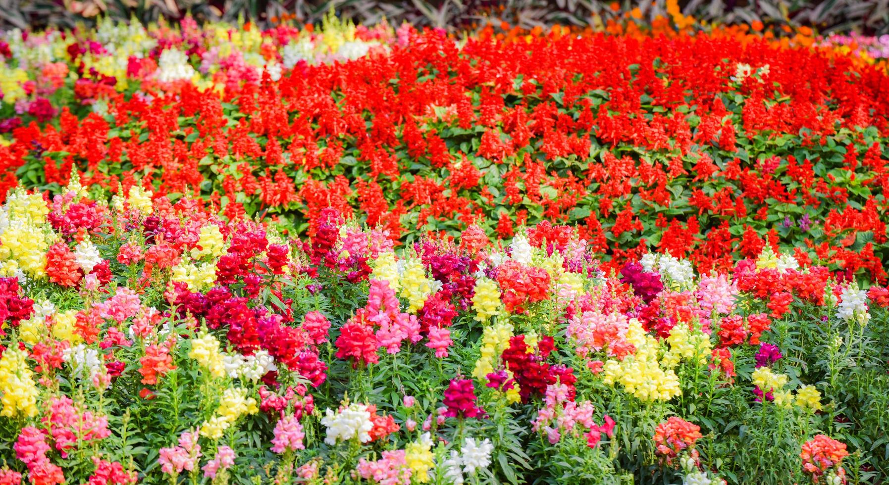 bunte rote Feldgartenblume mehrfarbige Flora und Landschaft Pflanzenblume blühender Frühlingsgarten mit roter Salvia-Blütenblüte foto