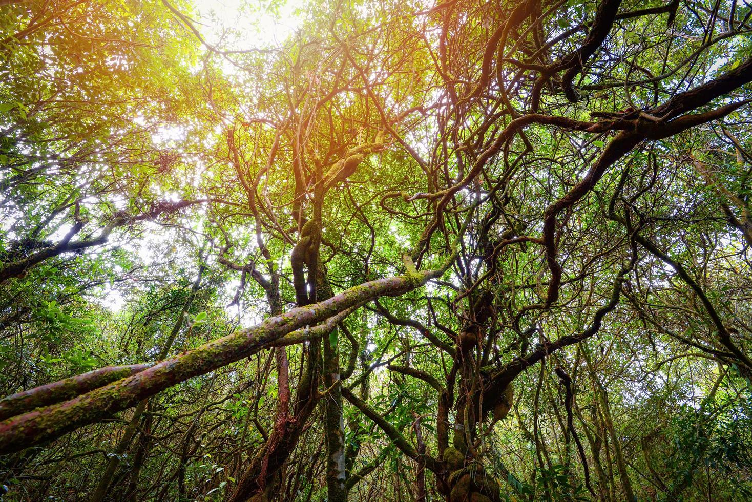 alter Wald alt mit grüner Pflanze und Baum Efeu-Rebe-Wald-Dschungel foto