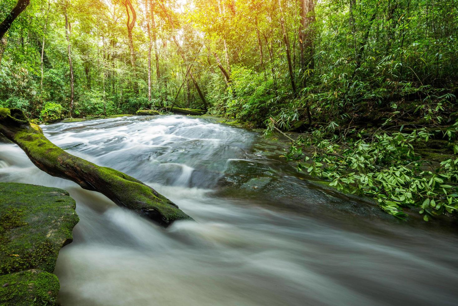 Fluss Bach Wasserfall grüner Wald Berg Landschaft Natur Pflanze Baum Regenwald Dschungel mit Felsen foto