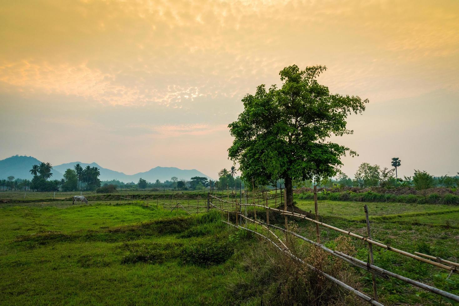 Landschaft Landschaftsfeld mit Baum und Wiesengrün bei Sonnenuntergang Bauernhof Landwirtschaftsland foto