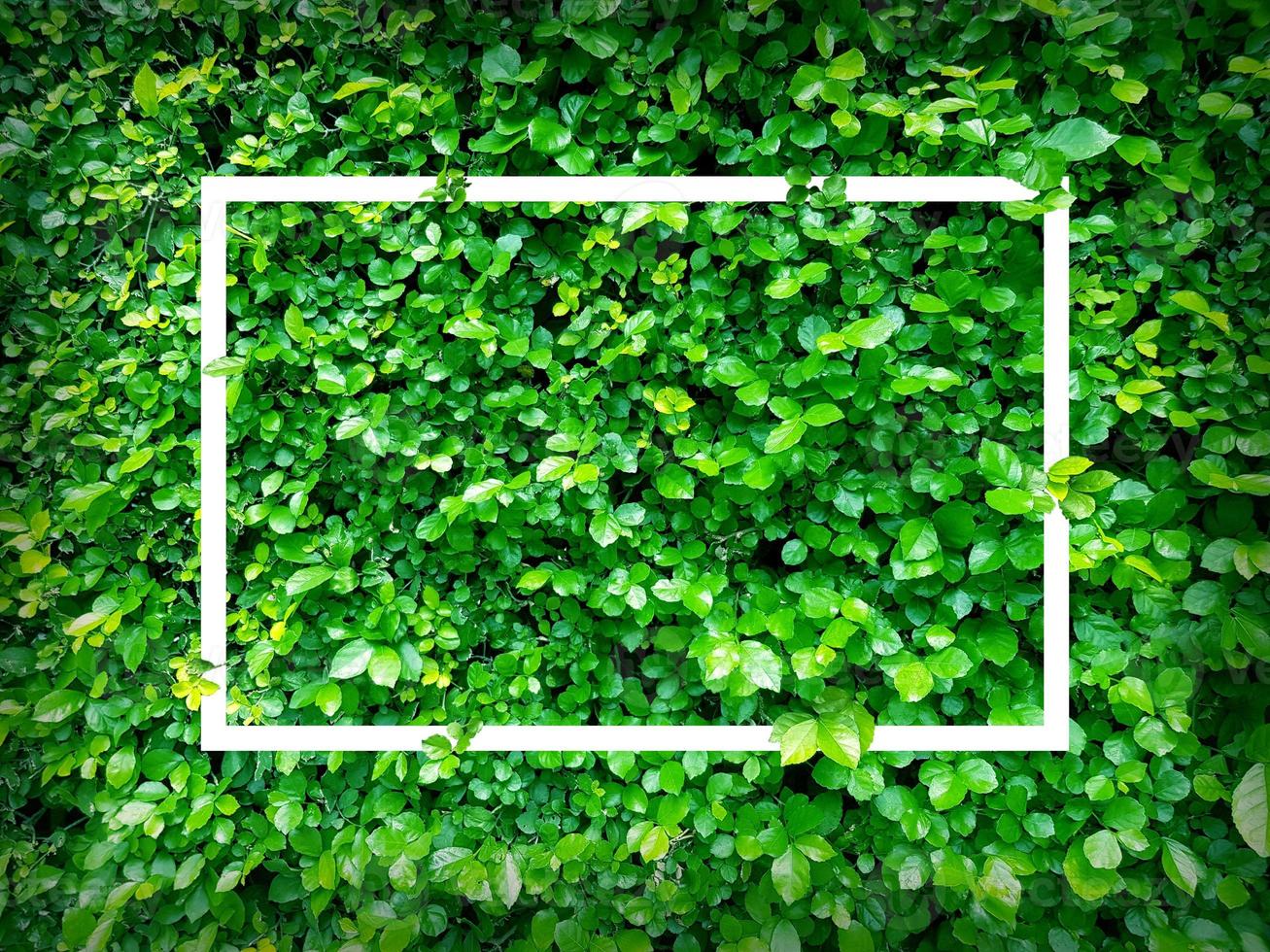 grüne Blätter. kreatives layout aus blättern mit papierkartennotiz oder rahmen. eine flache Lage. Naturkonzept foto