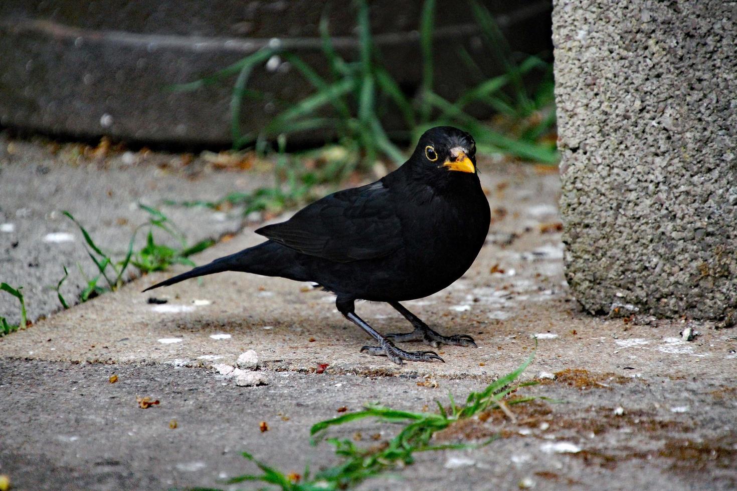 eine Nahaufnahme einer Amsel im Garten foto