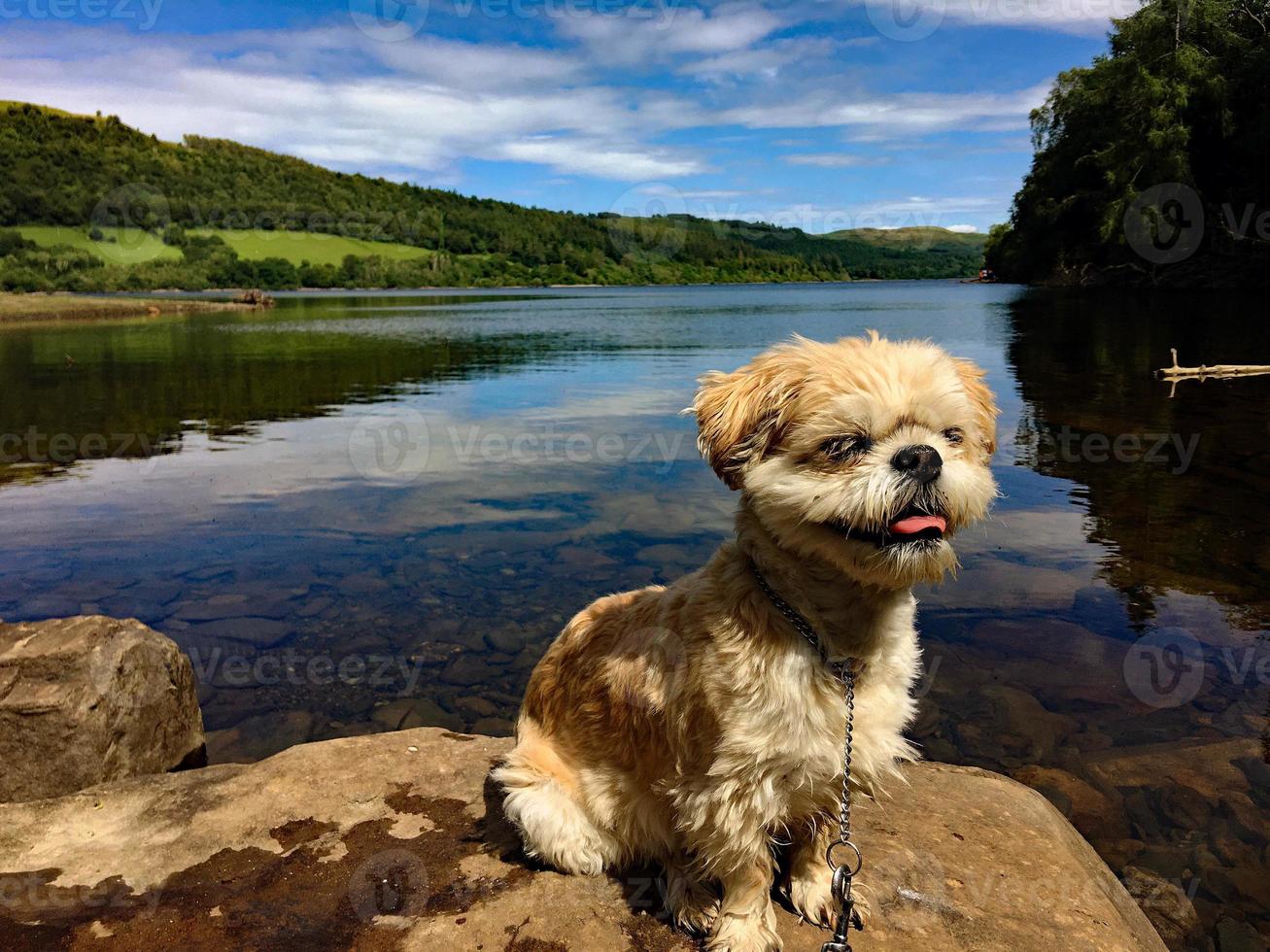 ein blick auf den see vyrnwy in mid wales foto