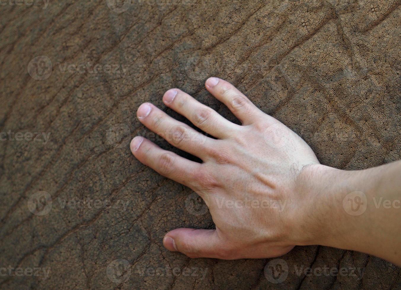 Hand, die die Haut eines Elefanten berührt foto