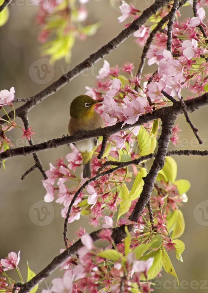 Mejiro während der Sakura-Saison in einem Kirschblütenbaum in Tokio, Japan foto