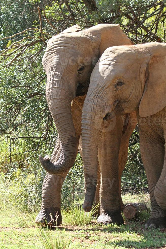 junger elefant neben seiner mutter im südafrikanischen nationalpark foto