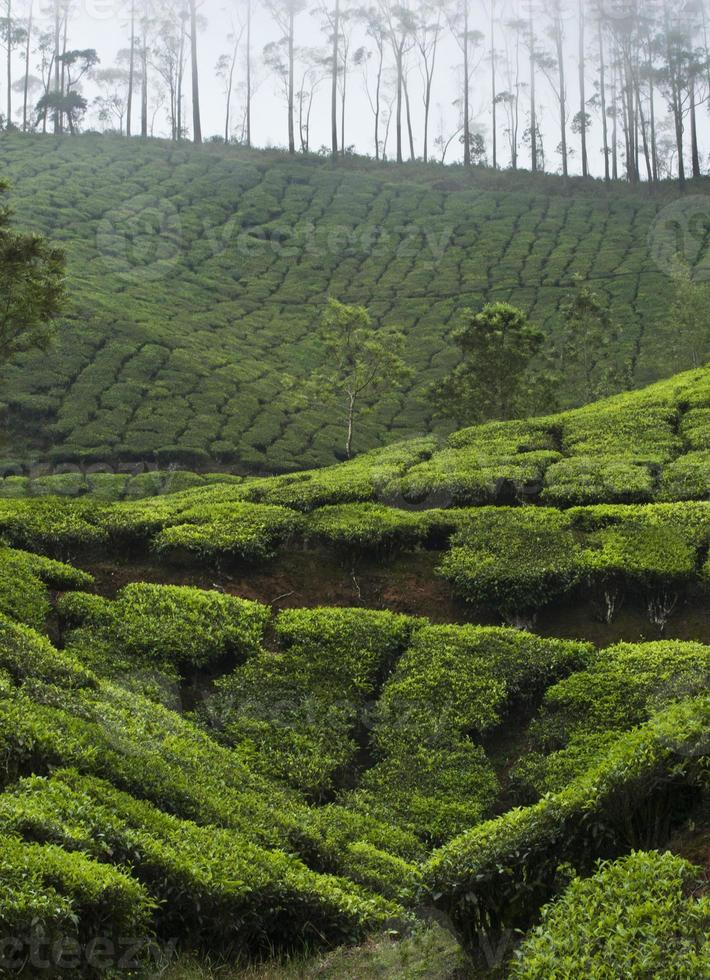 Nebelige Teeplantage in Munnar, Indien foto