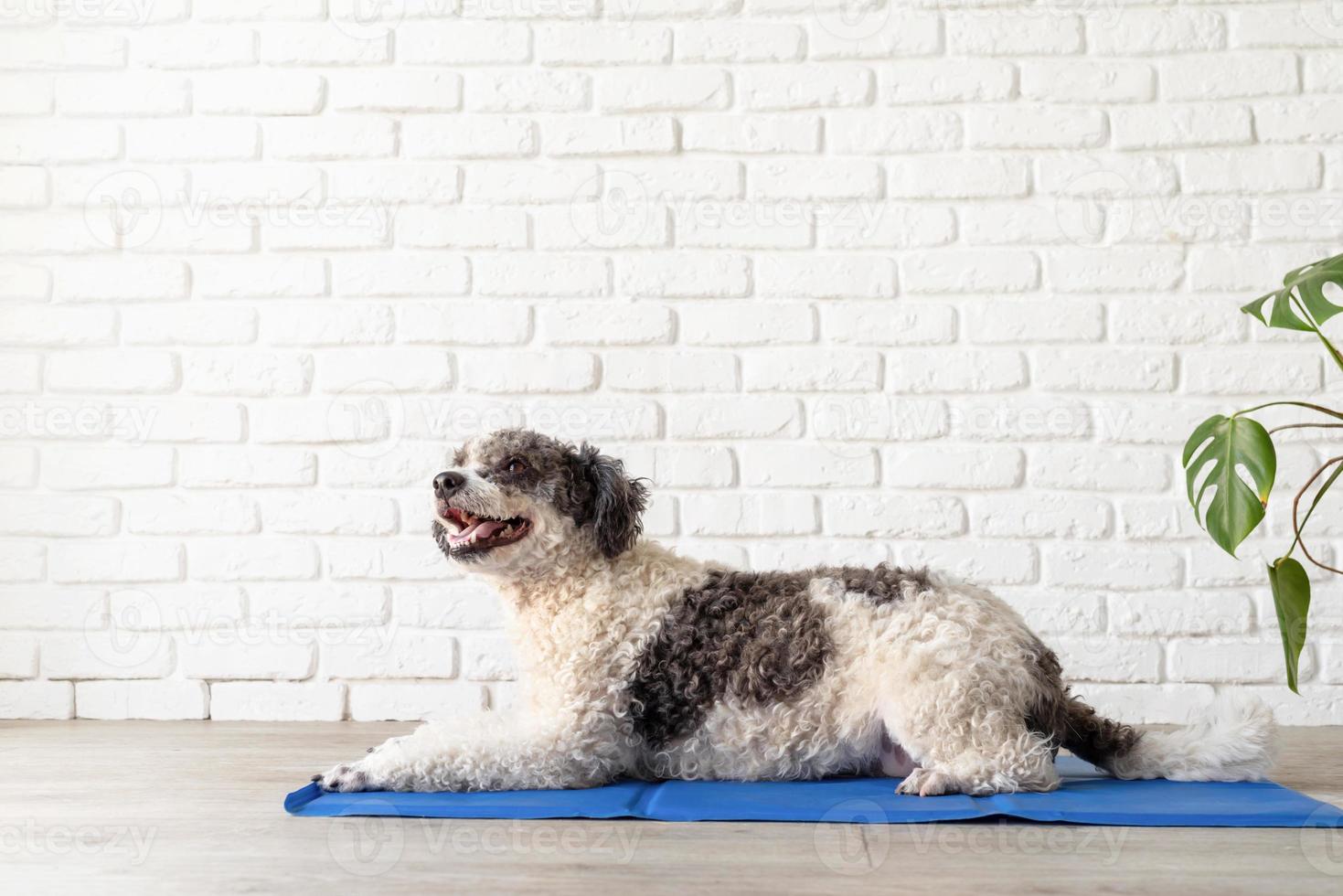 süß Hund Lügen auf cool Matte im heiß Tag suchen hoch, isoliert, Sommer-  Hitze. ai generiert 24512490 Stock-Photo bei Vecteezy