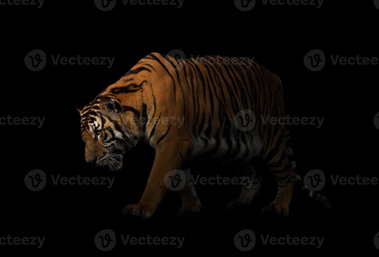 bengalischer Tiger im dunklen Hintergrund foto