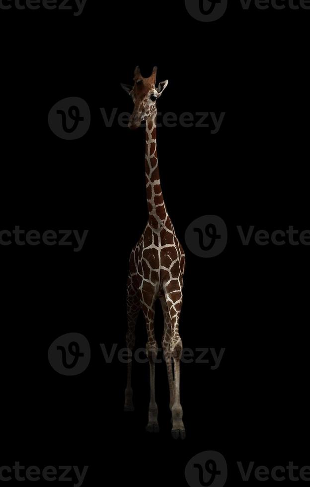 Giraffe versteckt sich im Dunkeln foto