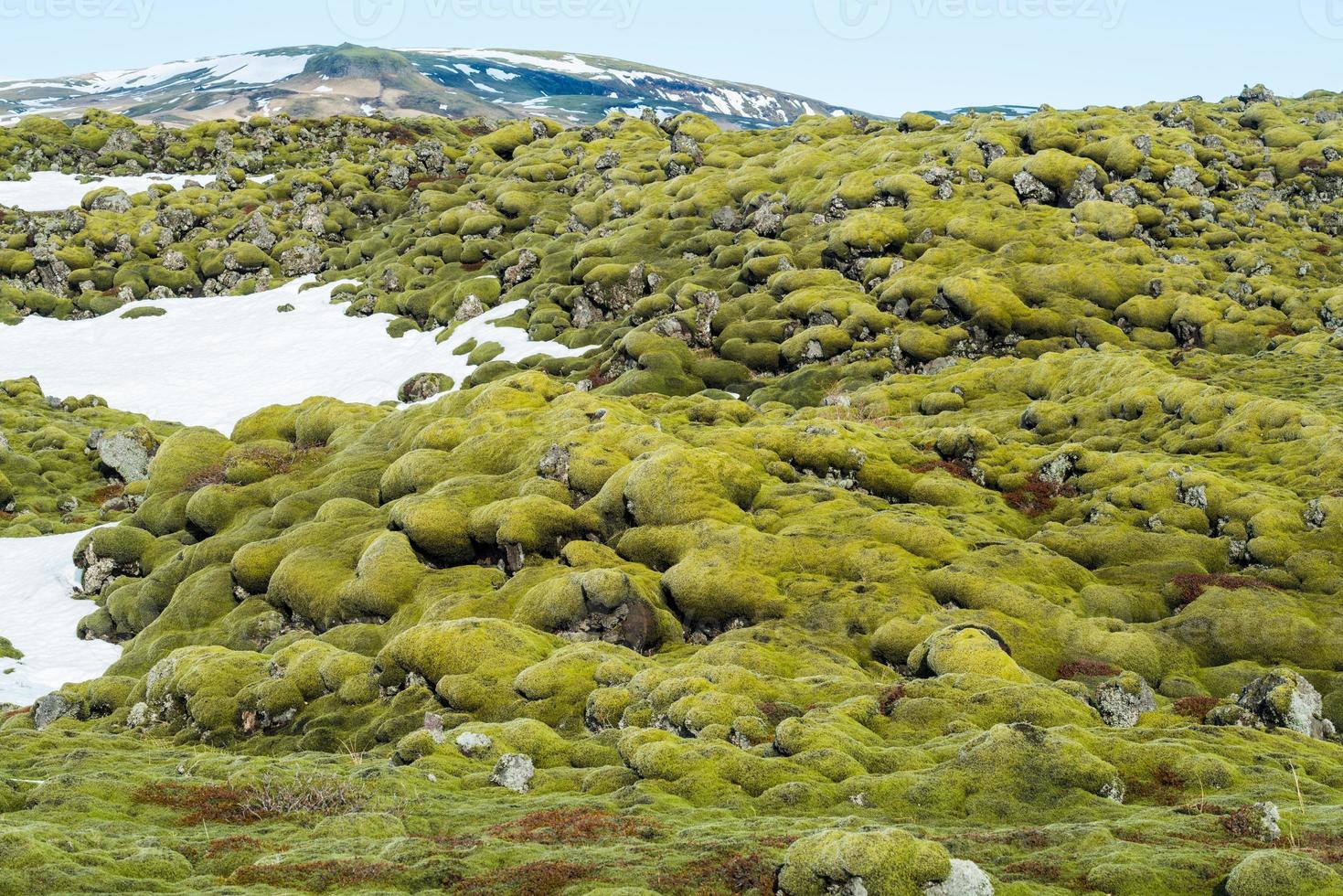 das wunderbare lavamoosfeld eldhraun in island. Dieses beeindruckende Lavafeld ist der größte Lavastrom der Welt. foto