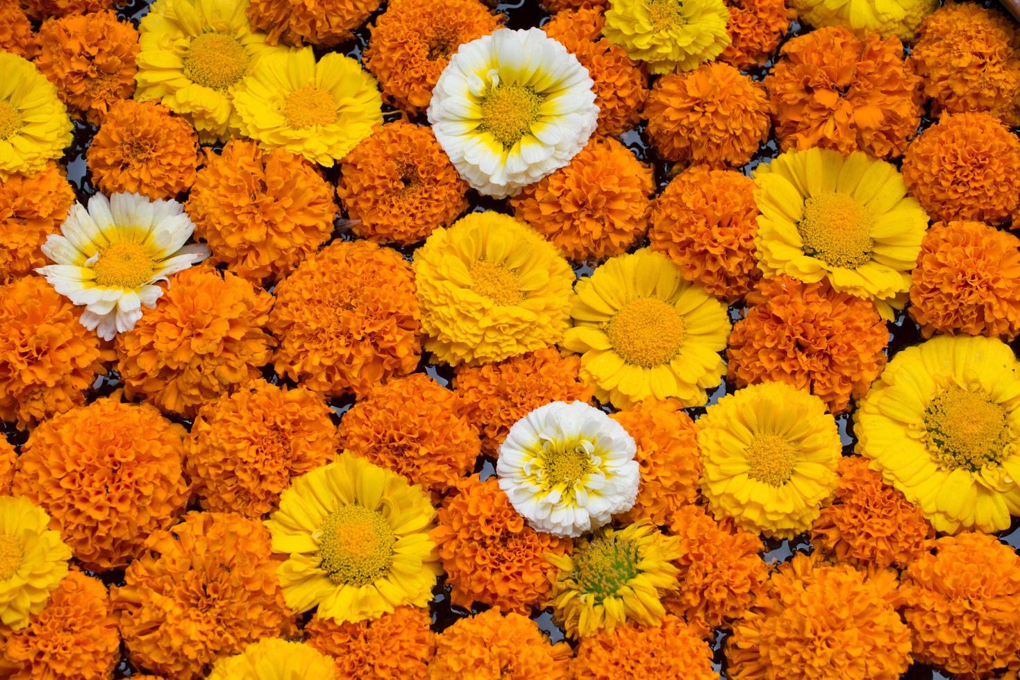 Gruppe von bunten Blumen als Hintergrund verwenden. foto