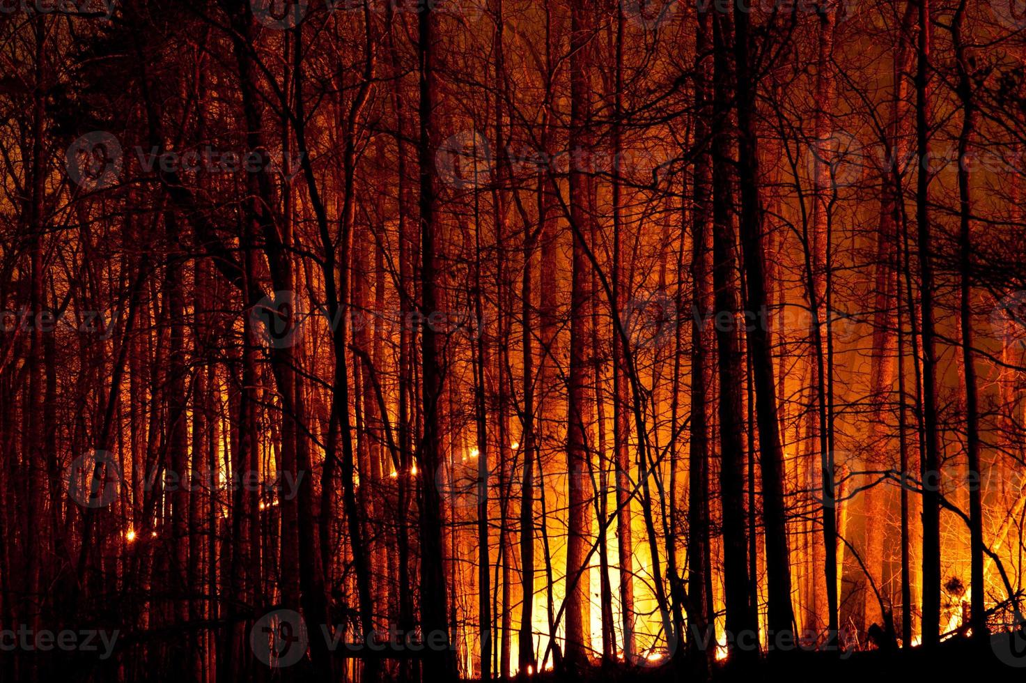 Langsam brennender Waldbrand in der Nacht. foto