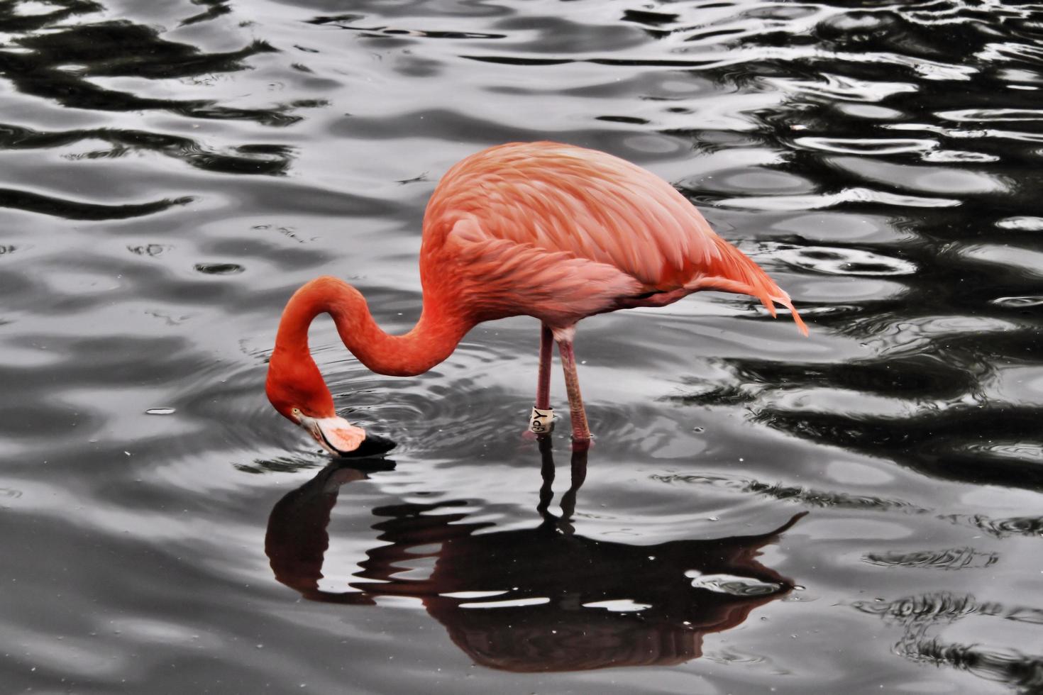 Blick auf einen Flamingo im Naturschutzgebiet Slimbridge foto