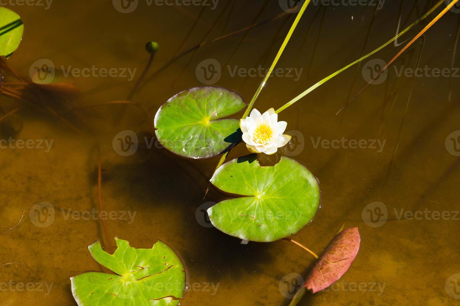 weiße, gelbe Flusslilie in freier Wildbahn. foto